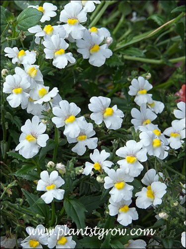 Nemesia Sunsatia Coconut